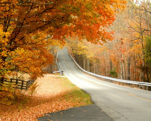 A winding road surrounded by vibrant autumn foliage and fallen leaves, leading into a serene forest.