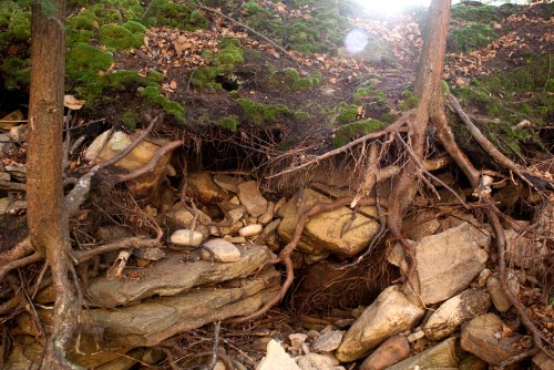 Exposed tree roots and rocks on a hillside, with moss and sunlight filtering through the trees above.