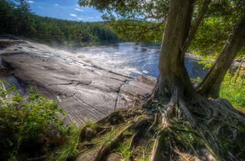 A serene river scene with a large tree and exposed roots, surrounded by lush greenery and rocky terrain under a blue sky.