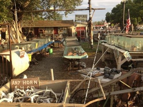 A quirky outdoor market filled with various displays, including glass tanks and signs, set in a rustic environment.