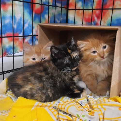 Three adorable kittens, one black and orange, one orange, and one fluffy orange, snuggle together in a cozy box.