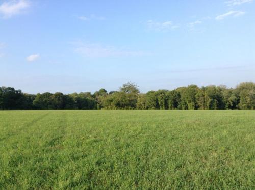 A wide, open green field under a clear blue sky, bordered by trees in the background.
