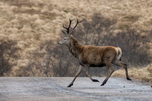 A stag with antlers walks across a gravel road, set against a backdrop of dry grass and muted hills.