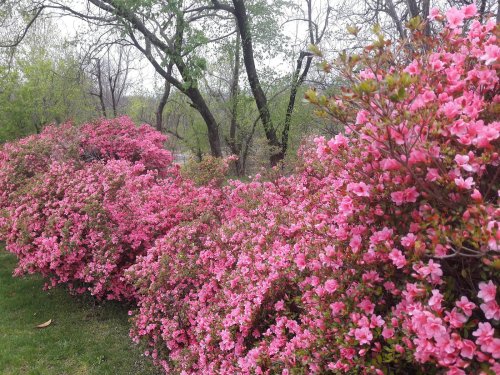 A vibrant display of pink azalea flowers blooming along a green lawn, with trees in the background.