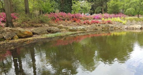 A serene pond reflecting colorful flowers and lush greenery, surrounded by trees in a peaceful garden setting.