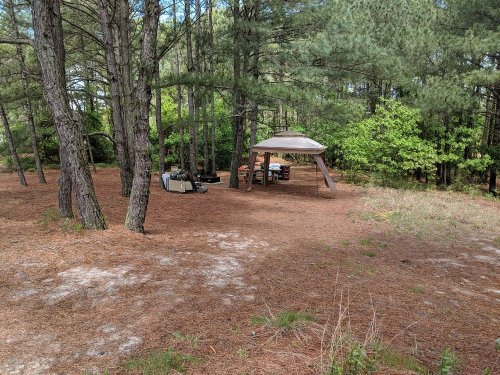 A shaded outdoor area in a forest with a tent and seating among tall pine trees and scattered pine needles.
