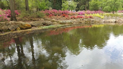 A serene pond surrounded by colorful flowers and lush greenery, reflecting trees and blooms in the water.
