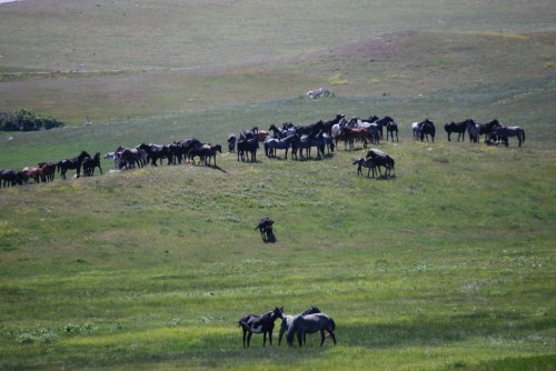 A herd of horses grazing on a lush green hillside under a clear sky.