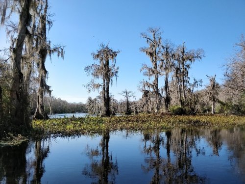 A serene swamp scene with tall trees draped in Spanish moss, reflecting in calm water under a clear blue sky.