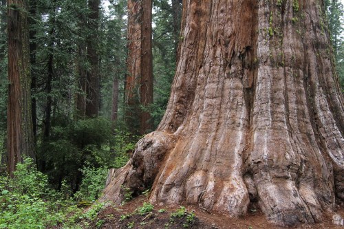 A close-up of a massive tree trunk in a lush forest, surrounded by tall trees and greenery.