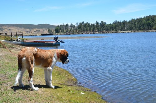 A Saint Bernard dog stands by a lake, gazing at the water with a boat in the background and trees lining the shore.