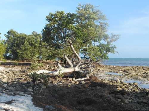 A coastal scene featuring a twisted tree on rocky shorelines with calm blue waters and clear skies in the background.