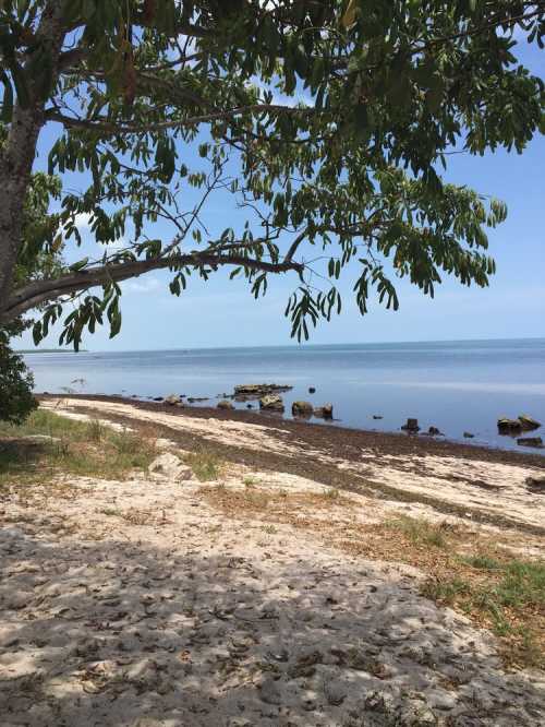 A serene beach scene with a sandy shore, gentle waves, and a tree providing shade under a clear blue sky.