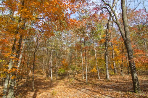 A serene forest scene in autumn, featuring vibrant orange and yellow leaves on trees and a leaf-covered ground.