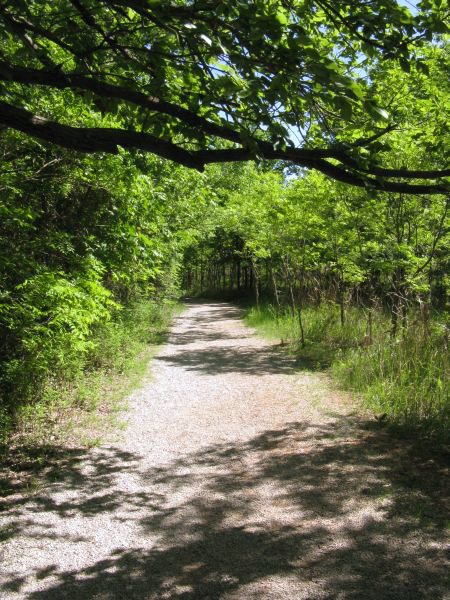 A gravel path winding through a lush, green forest with sunlight filtering through the trees.