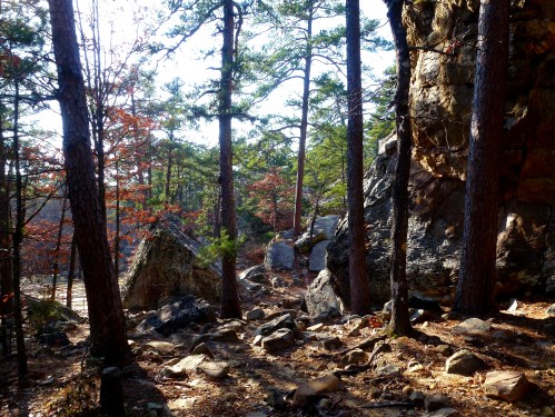 A serene forest scene with tall trees, rocky terrain, and sunlight filtering through the branches.