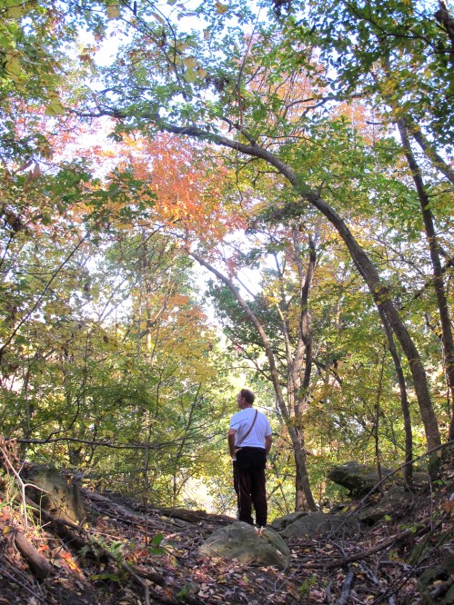 A person stands in a forest, surrounded by trees with autumn leaves, looking up at the colorful canopy.