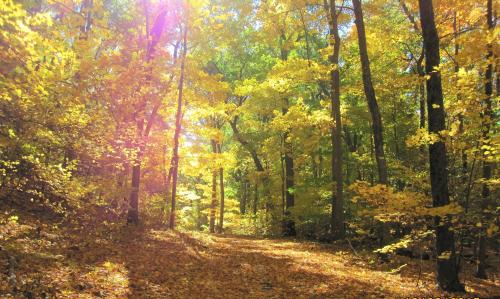 A sunlit forest path surrounded by vibrant autumn foliage in shades of yellow and orange.