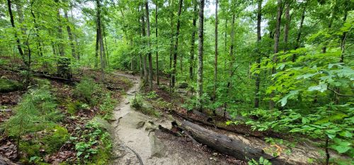 A winding dirt path through a lush green forest with trees and fallen logs.