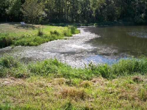 A serene pond surrounded by lush greenery and tall grass, reflecting sunlight on the water's surface.