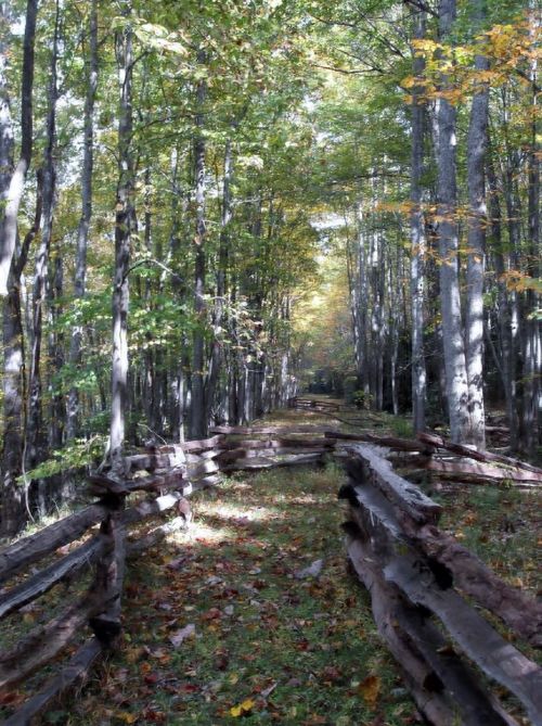 A serene forest path lined with wooden fences, surrounded by tall trees and autumn foliage.