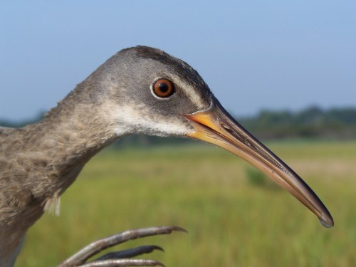 Close-up of a bird with a long beak and large eye, set against a blurred green landscape.