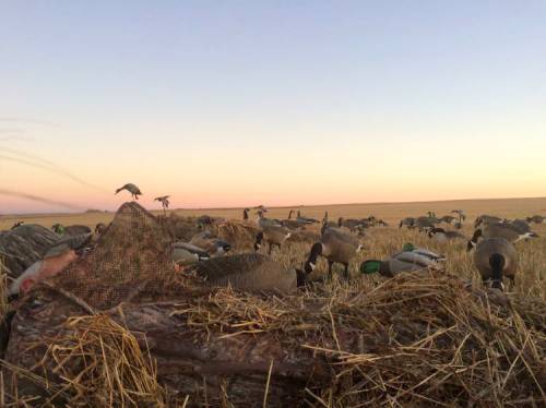 A hunting scene with decoys in a field at sunset, featuring silhouettes of geese against a colorful sky.