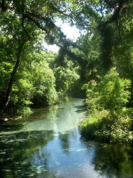 A serene river flows through lush greenery, reflecting sunlight and surrounded by vibrant trees.