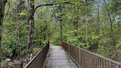 A wooden bridge leads through a lush, green forest with trees and foliage on either side.