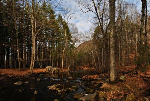 A serene forest scene with bare trees, a stream, and scattered rocks, surrounded by autumn leaves and a cloudy sky.
