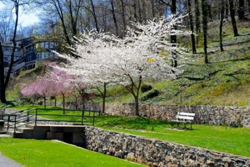A serene park scene featuring blooming cherry trees, green grass, and a stone wall under a clear blue sky.