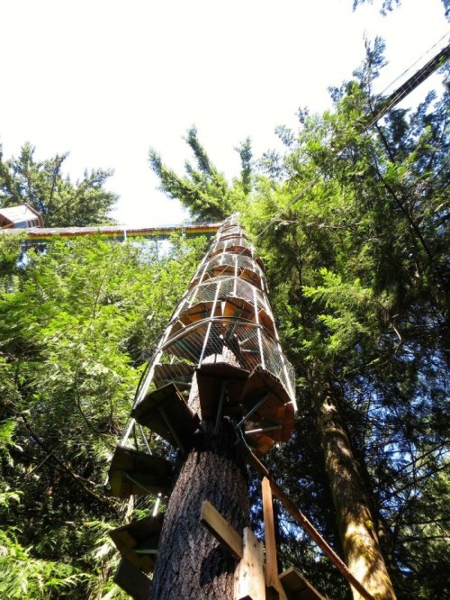 A tall tree with a spiral staircase wrapped around it, surrounded by lush green trees and a clear blue sky above.