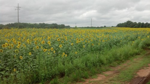 A vast field of bright yellow sunflowers under a cloudy sky, with green foliage and a dirt path in the foreground.