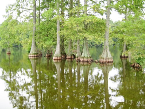 Cypress trees with knobby roots reflected in calm water, surrounded by lush greenery.