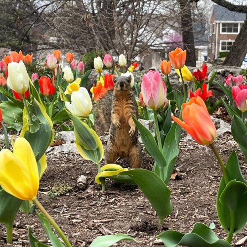 A squirrel stands among colorful tulips in a garden, surrounded by vibrant flowers in bloom.