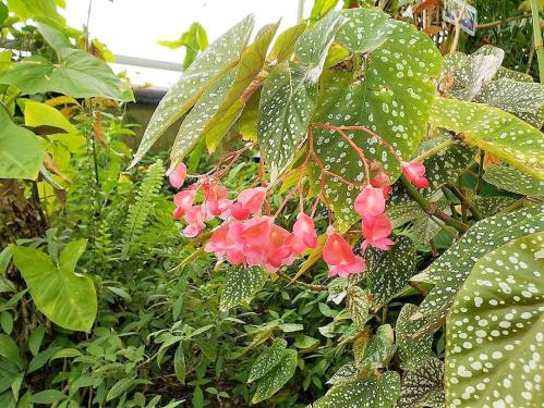 A cluster of pink flowers hangs from a leafy plant with spotted green leaves in a lush greenhouse setting.