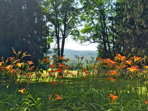 A vibrant field of orange flowers in the foreground, framed by trees and mountains in the background under a clear sky.