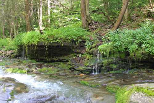 A serene stream flows over moss-covered rocks, surrounded by lush green trees and foliage.