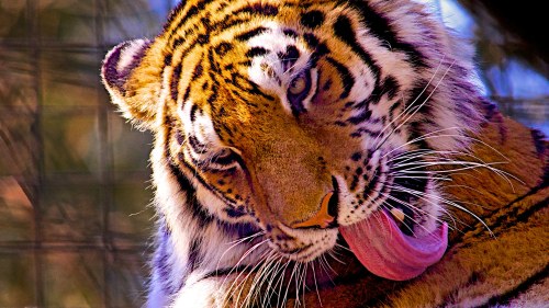 A close-up of a tiger licking its fur, showcasing its striking orange and black stripes.