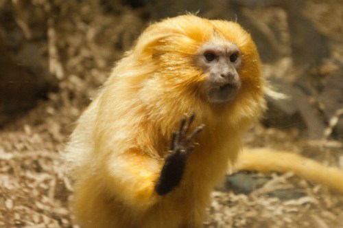 A golden monkey with a fluffy coat, standing and raising one hand, set against a natural, earthy background.