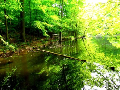 Lush green trees reflect in calm water, with a fallen log and a wooden platform visible along the serene shoreline.