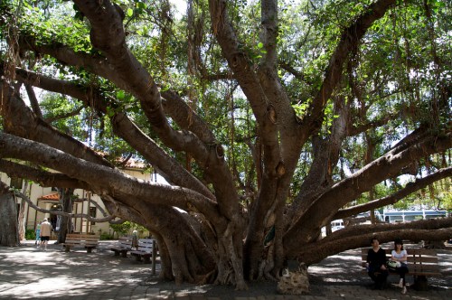 A large, sprawling tree with thick branches and lush green leaves, with two people sitting nearby on a bench.