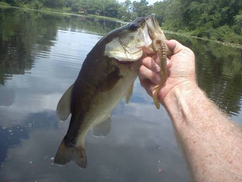 A person holding a large bass fish above a calm lake, with trees reflected in the water.