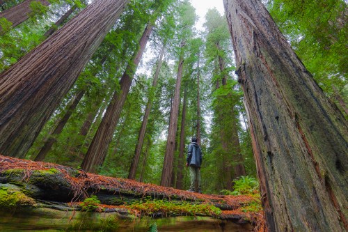 A person stands on a fallen log in a lush redwood forest, surrounded by towering trees and vibrant greenery.