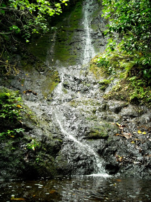 A serene waterfall cascading down a rocky surface, surrounded by lush green foliage and a calm pool at the base.