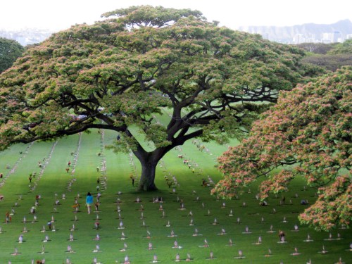 A large tree stands over a cemetery, surrounded by neatly arranged grave markers on a lush green lawn.