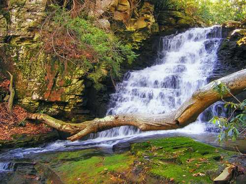 A serene waterfall cascades over rocks, surrounded by lush greenery and a fallen tree in a tranquil forest setting.