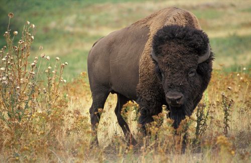 A bison stands in a grassy field surrounded by wildflowers, showcasing its thick fur and large horns.