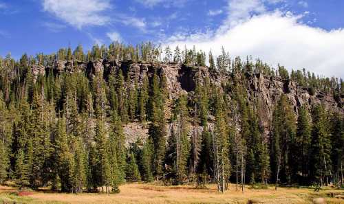 A rocky cliff surrounded by tall pine trees under a blue sky with scattered clouds.