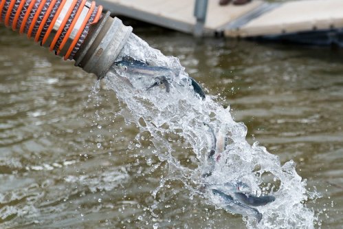 Water splashes from a hose, with fish swimming in the stream as they are released into the water.